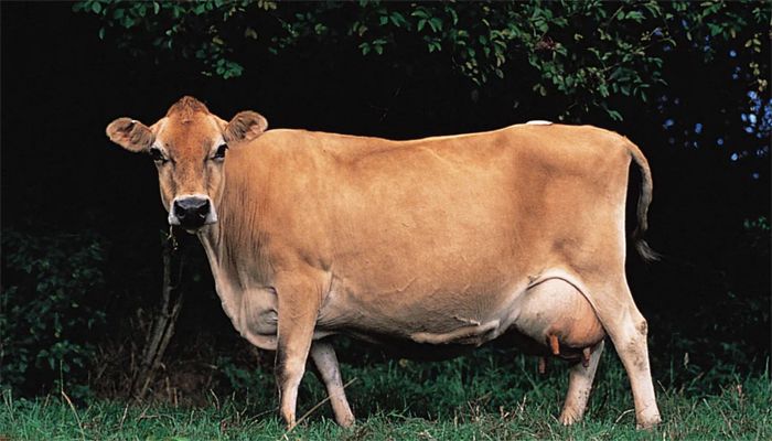 গর্ভবতী পশুর কোরবানি হবে কি?