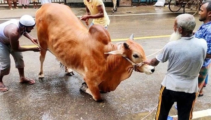 ঈদের দ্বিতীয় দিনেও চলছে পশু কোরবানি