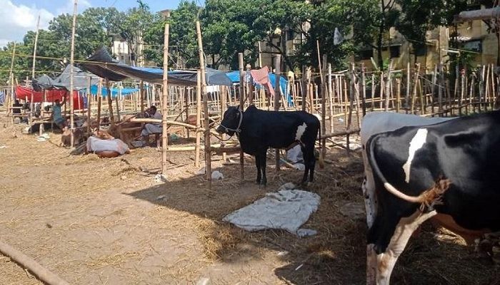 ক্রেতা আছে, পশু নেই