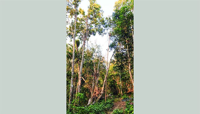 পাহাড়ে কমে যাচ্ছে ঔষধি উদ্ভিদ