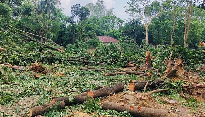 জাহাঙ্গীরনগর গাছকাটা বিশ্ববিদ্যালয়