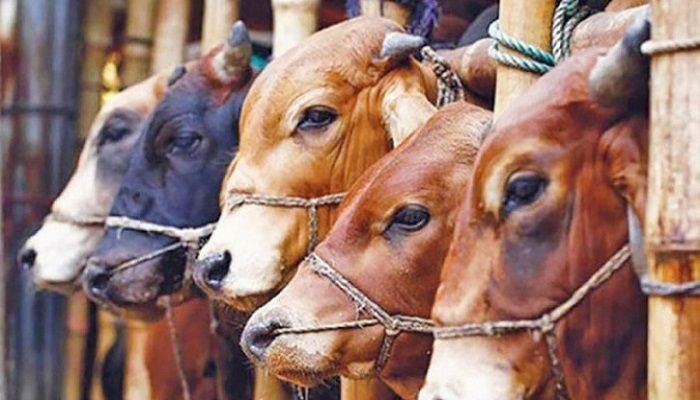 ঈদে ১ কোটি ৪ লাখের বেশি পশু কোরবানি