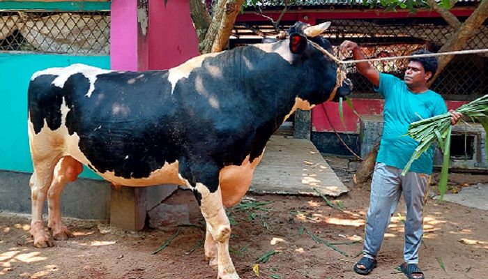 হাট কাঁপাবে ৩৫ মণের মহারাজ