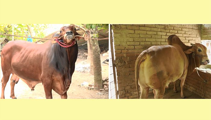 ঝিনাইদহে মামা-ভাগ্নে কাঁপাচ্ছে কুরবানির বাজার