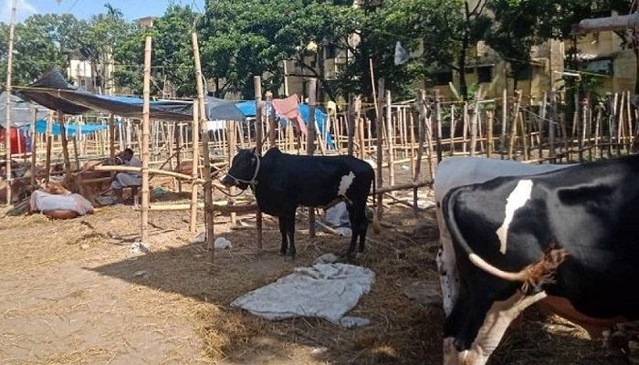 গরুর হাটে কৃত্রিম সংকট সৃষ্টির অভিযোগ 