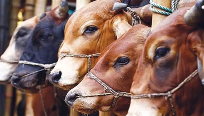 রাজধানীর যেসব জায়গায় বসেছে কোরবানির পশুর হাট