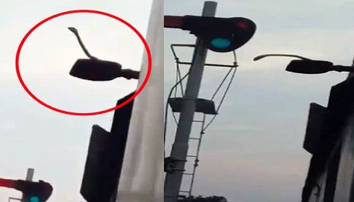 চলন্ত ট্রেনের ছাদে সাপ