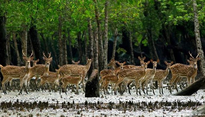 তিন মাসের জন্য সুন্দরবনে প্রবেশে নিষেধাজ্ঞা