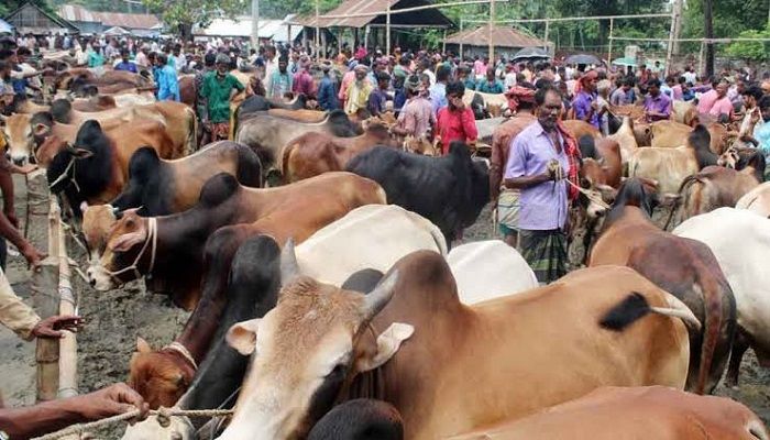 কক্সবাজারে চাহিদার চেয়ে বেশি পশু