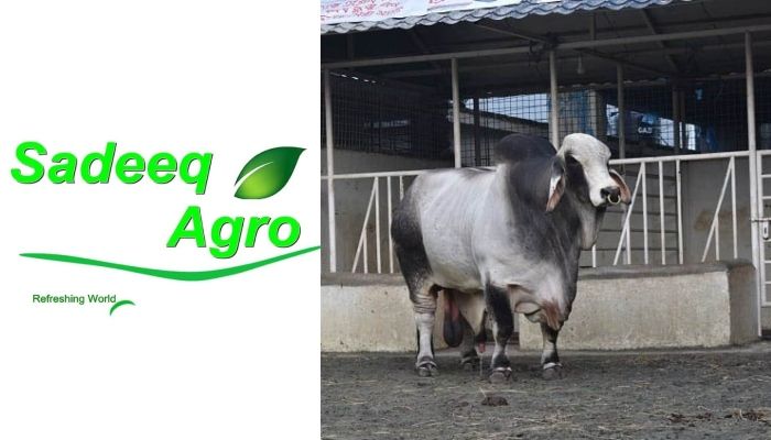 সাদেক অ্যাগ্রোতে উচ্ছেদ অভিযান পরিচালনার সিদ্ধান্ত ডিএনসিসির