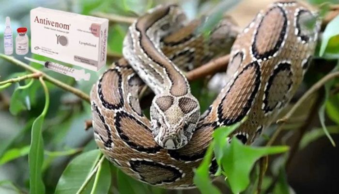 রাসেল’স ভাইপার আতঙ্ক: প্রতিটি হাসপাতালে অ্যান্টিভেনম চেয়ে লিগ্যাল নোটিশ
