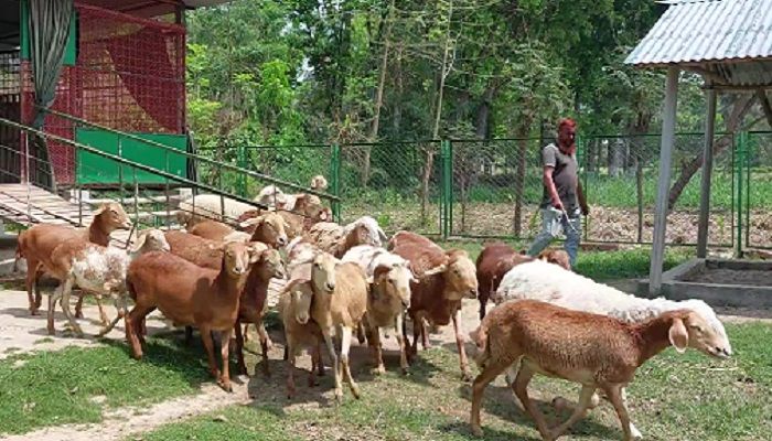 দেশের খামারেই মিলছে দুম্বা