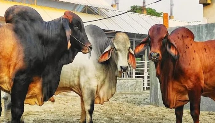সাদিক এগ্রোতে মিলল আরও ৬ ব্রাহমা গরু