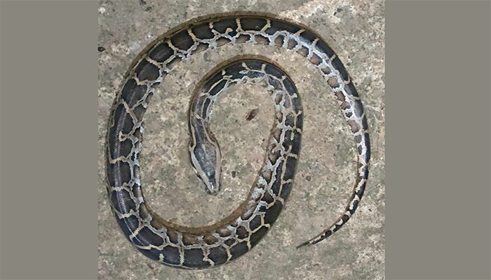 রাসেল’স ভাইপার সন্দেহে অজগরের বাচ্চাকে পিটিয়ে হত্যা
