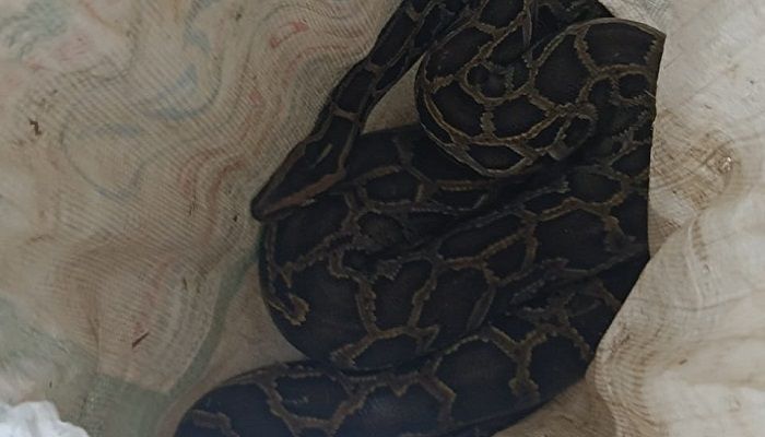 মুদি দোকানে মিলল বার্মিজ পাইথন