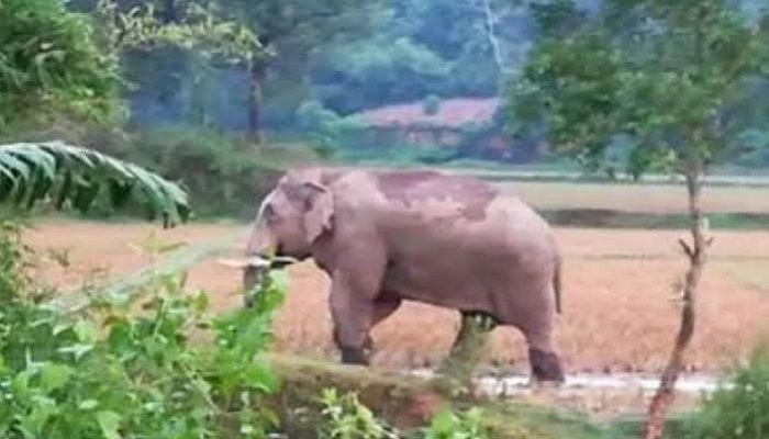 কক্সবাজারে বন্য হাতির আক্রমণে একজনের মৃত্যু