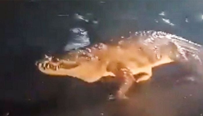 মহারাষ্ট্রের রাস্তায় হেঁটে বেড়াচ্ছে কুমীর