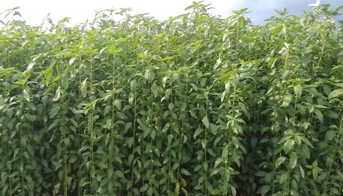 কুষ্টিয়ায় কমছে পাটের আবাদ