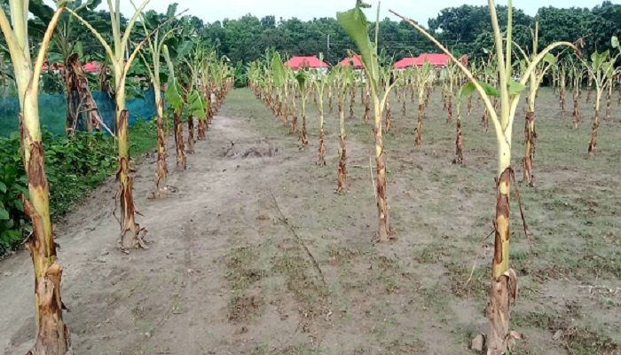 পুঠিয়ায় আশ্রয়ণ প্রকল্পের বসবাসকারীদের রাস্তা না থাকায় দুর্ভোগ