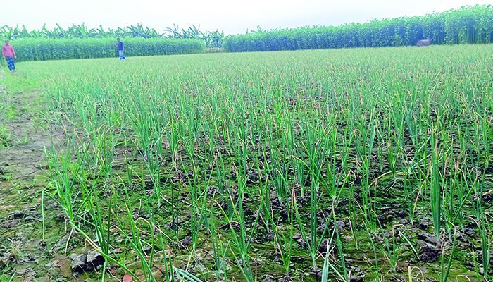 ফরিদপুরে পরীক্ষামূলক গ্রীষ্মকালীন পেঁয়াজ চাষ