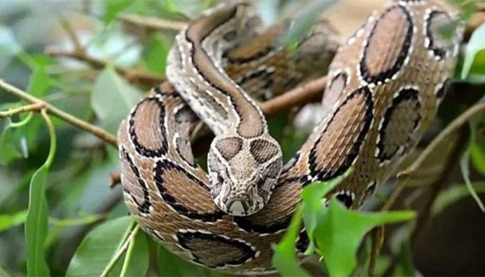 পাঁচ মাসে সাপের দংশনে ৩৮ মৃত্যু: স্বাস্থ্য অধিদপ্তর