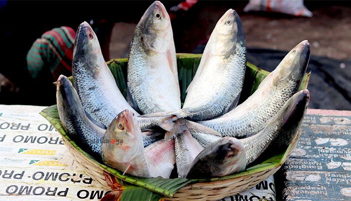 ভারতে রপ্তানি হচ্ছে না পদ্মার ইলিশ