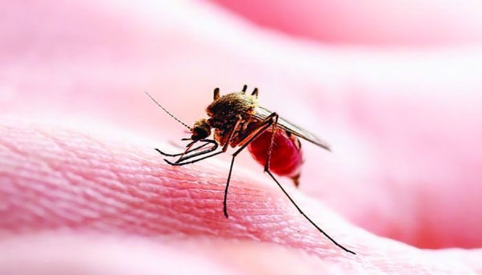 সেপ্টেম্বরে চোখ রাঙাতে পারে ডেঙ্গু