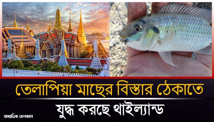 তেলাপিয়া মাছের বিস্তার ঠেকাতে যু'দ্ধ করছে থাইল্যান্ড