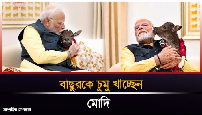 বাছুরের সঙ্গে খুনসুটিতে নরেন্দ্র মোদি