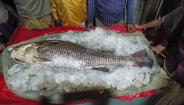 সাগরে ধরা পড়ল বিরল প্রজাতির সোনালী পোপা মাছ