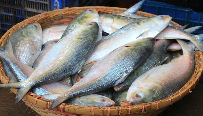 রপ্তানি বন্ধ, ভারতে ইলিশের বাজারে আগুন