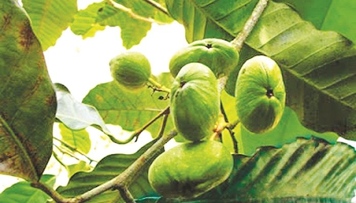 আমজুর
