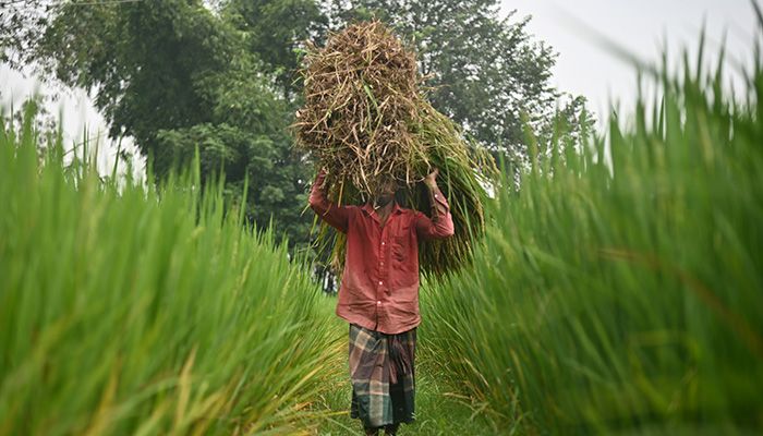 আগাম ‘আমন’ কাটায় ব্যস্ত কৃষক