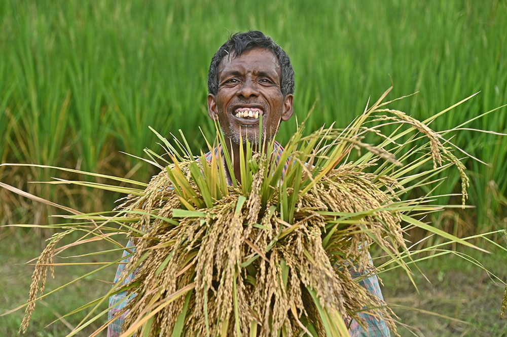 আগাম ‘আমন’ কাটায় ব্যস্ত কৃষক