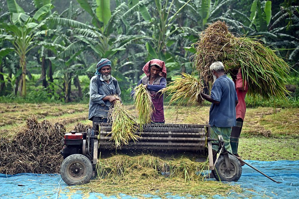 আগাম ‘আমন’ কাটায় ব্যস্ত কৃষক