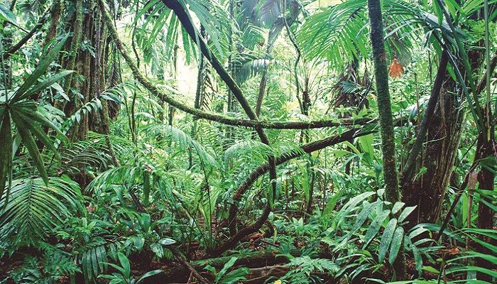 আত্মহত্যাপ্রবণদের প্রিয় জায়গা রহস্যময় অরণ্য