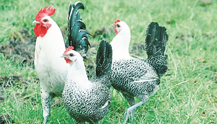 মিশরীয় ‘ফাউমি’: দেশি মুরগির উৎকৃষ্ট বিকল্প