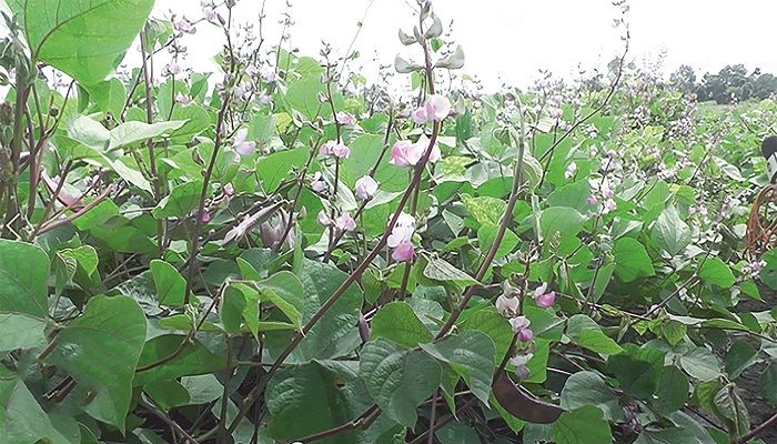 আগাম শীতকালীন সবজি শিম চাষ রংপুরে 
