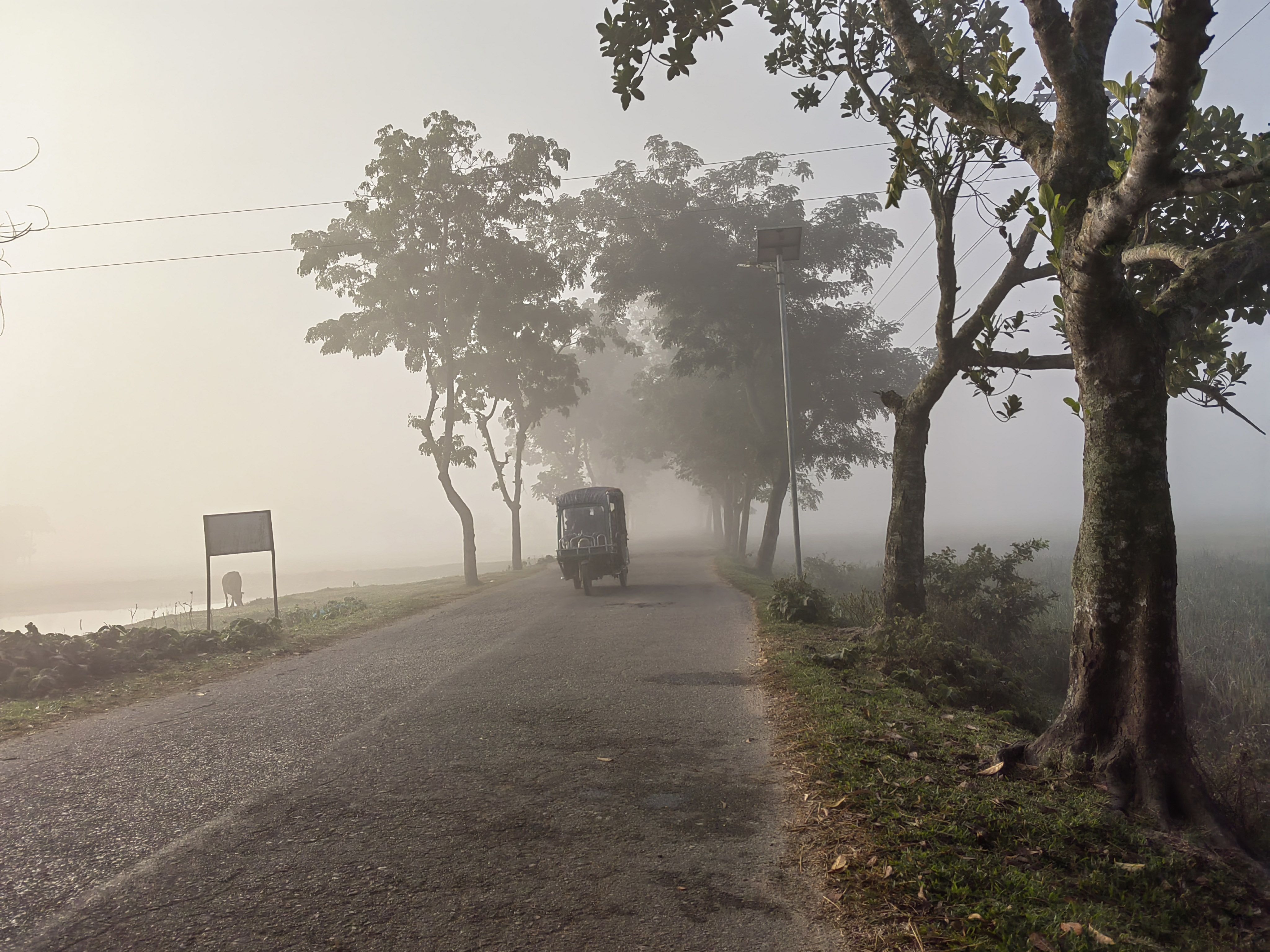 কুয়াশার চাদরে মোড়া প্রকৃতি