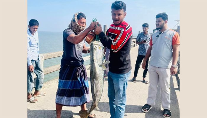 টেকনাফে বড়শিতে ধরা পড়ল ২৫ কেজি ওজনের কোরাল 
