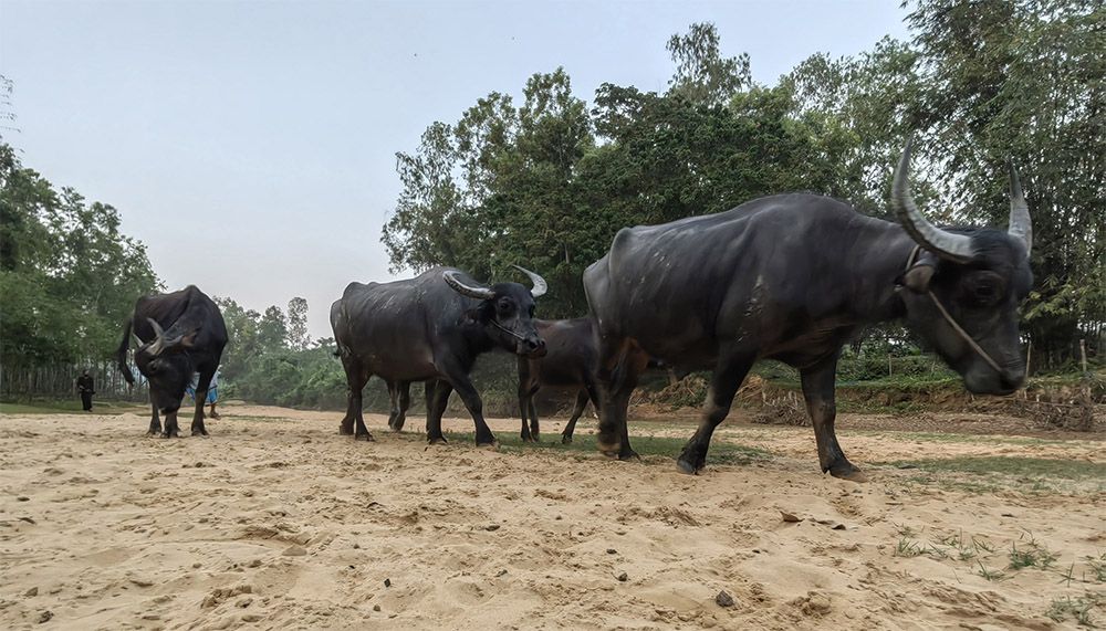 ঐতিহ্যের মহিষ