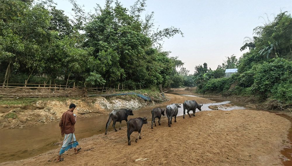 ঐতিহ্যের মহিষ