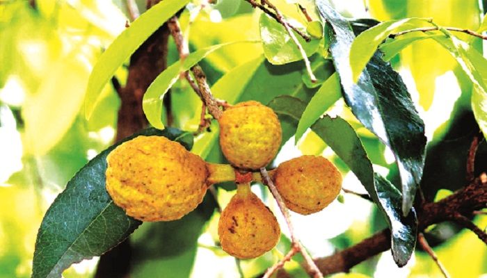 ইরুলা