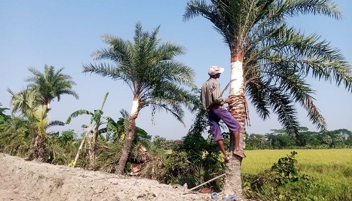 নিপাহ ভাইরাসের প্রভাবে কমেছে রসের চাহিদা
