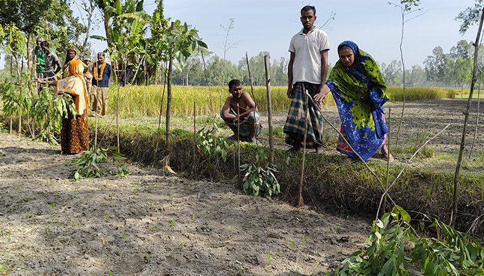 সেনা সদস্যের বাড়ির অর্ধশতাধিক গাছ কেটে ফেলল দুর্বৃত্তরা