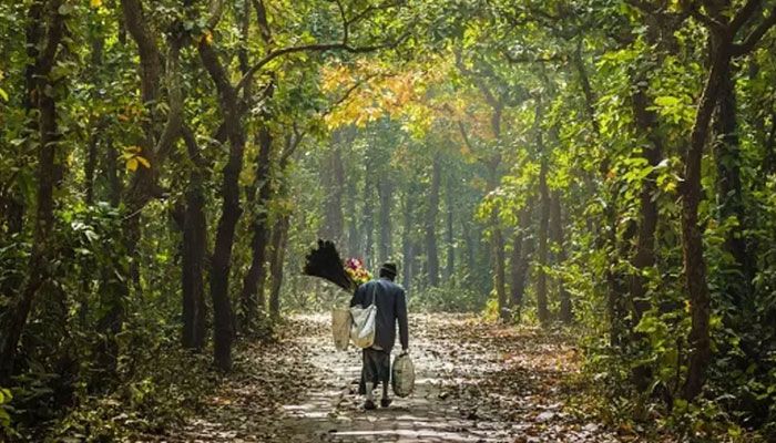 ৬০ শতাংশ বন উজাড়, পরিবেশ বিপর্যয়ের মুখে গাজীপুর