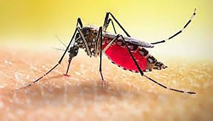 ডেঙ্গুতে আরও ৬ জনের মৃত্যু  