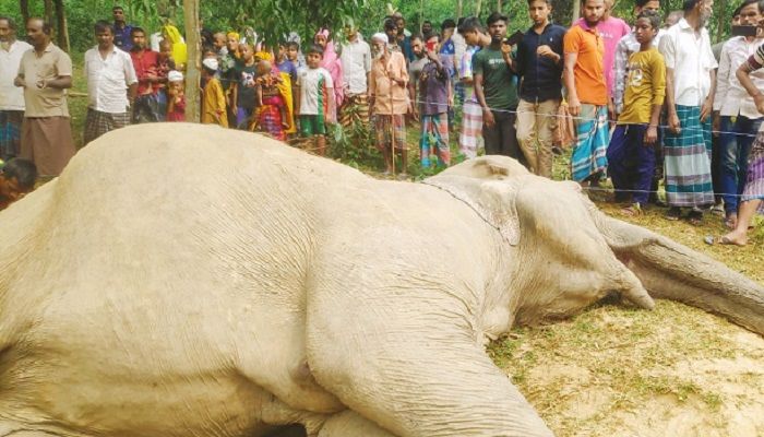 শেরপুরে বিদ্যুৎস্পৃষ্টে প্রাণ গেল হাতির