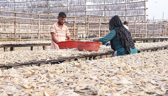 কর্ণফুলীর পাড়ে শুঁটকি শুকানোর ধুম
