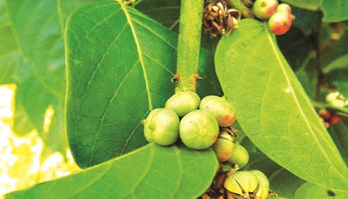 অ্যাবাকাস